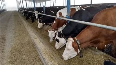 لجنة الخبراء تفحص الأضاحي بمزارع 