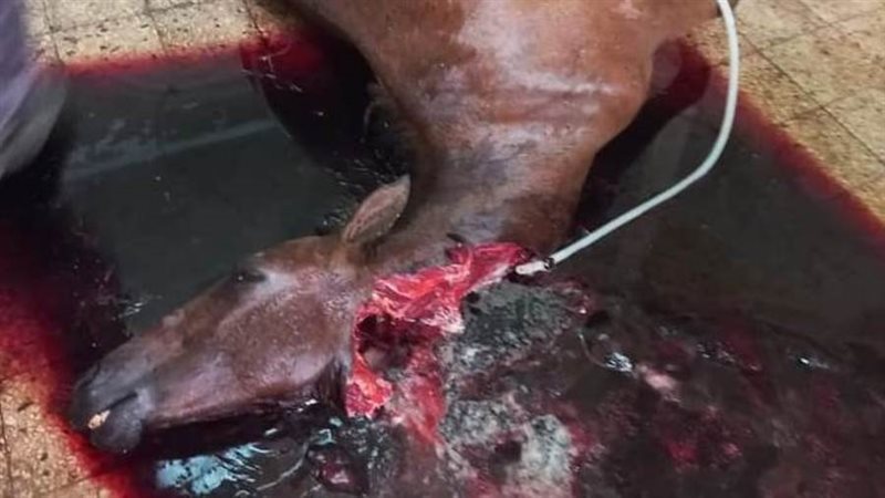 أحصنة مذبوحة