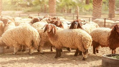 نصائح هامة قبل ذبح المواشي.. وإزاي تعرف اللحمة الحلال؟