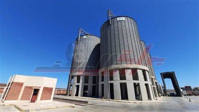 شون وصوامع كفر الشيخ تستقبل 235229 طنا و69 كيلو قمح محلي