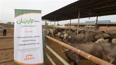 غدًا.. ذبح 70 رأس ماشية وتوزيعها على 50 قرية بالمنيا