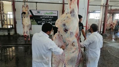 أورمان البحيرة تبدأ في ذبح 315 أضحية وتوزيعها على مستحقيها
