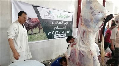 ذبح ٨٤ أضحية وتوزيعها على مستحقيها بقرى البحيرة