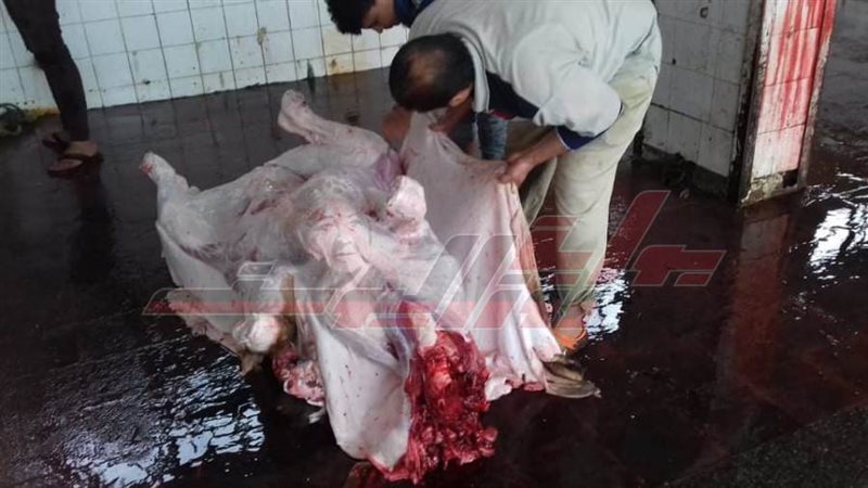 ذبح الأضاحي