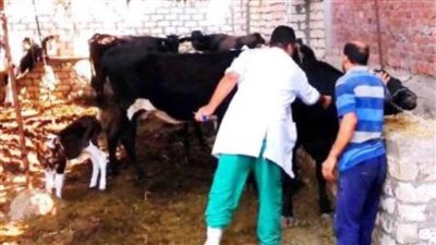 غدًا.. بدء الحملة القومية للتحصين ضد الحمى القلاعية والوادي المتصدع بالمنيا