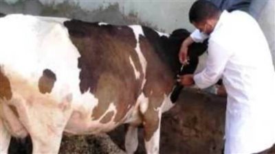 حملة لتحصين المواشي ضد الحمى القلاعية والوادي المتصدع في شمال سيناء 