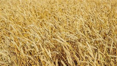 مصدر روسي يكشف بعض تفاصيل اتفاقية الحبوب بين بلاده وأوكرانيا