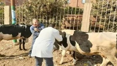  الطب البيطري بالأقصر: انطلاق الحملة القومية الثانية للتحصين ضد مرضى الحمى القلاعية