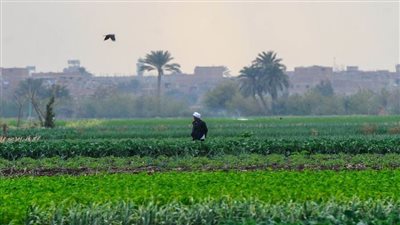 في 15 معلومة.. كل شيء عن ضريبة الأطيان الزراعية وقانون إيقافها بعد تصديق الرئيس