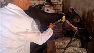  نور الدين: نستهدف تحصين 212 ألف رأس ماشية بكفر الشيخ