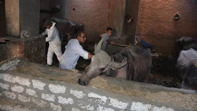 بيطرى بنها: تحصين 323 رأس ماشية ضد الحمى القلاعية والوادي المتصدع 