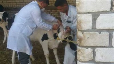 انطلاق حملة التحصين ضد الحمى القلاعية وحمى الوادي المتصدع بشمال سيناء