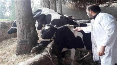 تحصين 11 ألفا و290 رأس ماشية ضد الأمراض الوبائية بالغربية