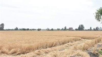 استمرار استقبال صوامع وشون الشرقية لمحصول القمح