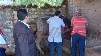 توفير عبوات تحصين المواشي ضد الحمة القلاعية والوادي المتصدع بكفر الشيخ