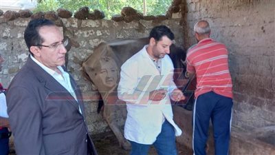 تحصين 25 ألفا و631 رأس ماشية بكفر الشيخ