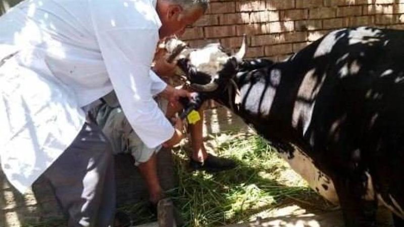 تحصين الماشية