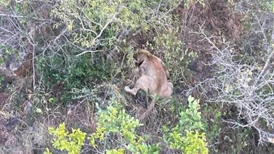 تصفية 6 أسود هربت من محمية صيد وزرعت الرعب في جنوب إفريقيا