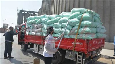 توريد 235353 طنًا و865 كجم قمح محلي لشون وصوامع كفر الشيخ