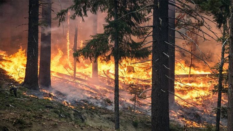 حرائق الغابات بسبب