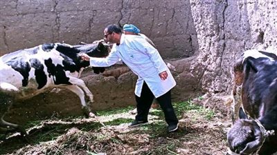 تحصين 27 ألف رأس ماشية ضد الحمى القلاعية والوادي المتصدع بالدقهلية