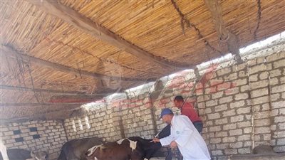 تحصين 59 ألف رأس ماشية ضد الحمى القلاعية والوادي المتصدع بكفر الشيخ 