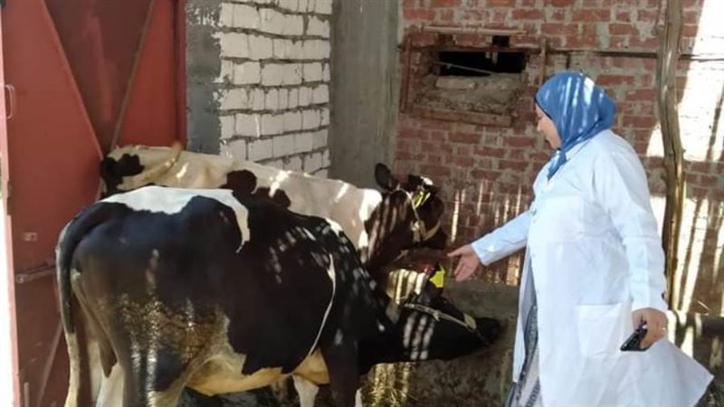 تحصين 91605 رأس ماشية