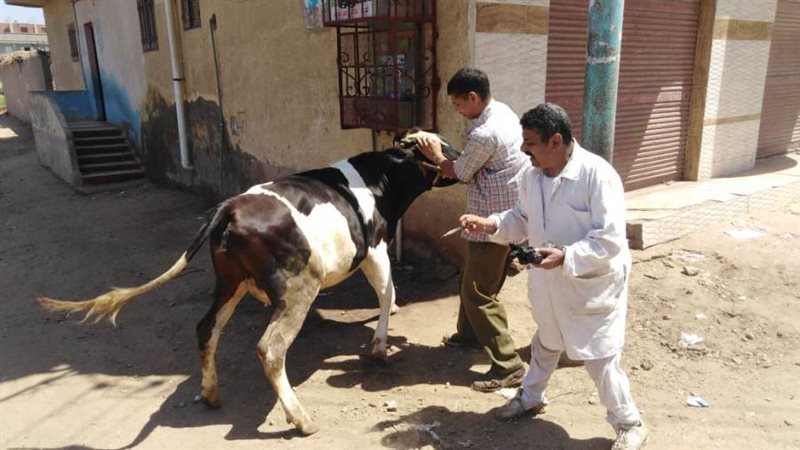 تحصين المواشى بالبحيرة