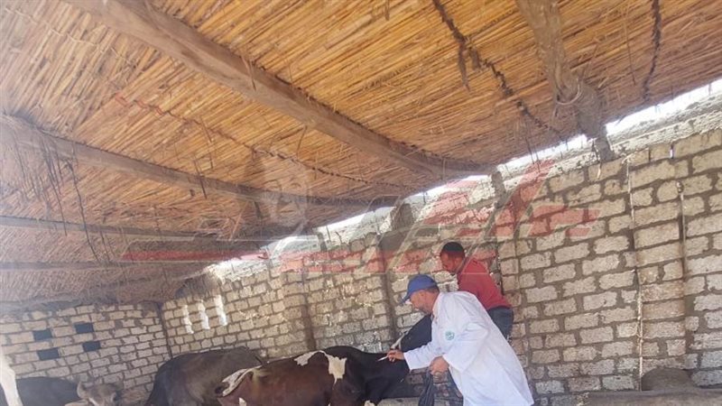 تحصين المواشي