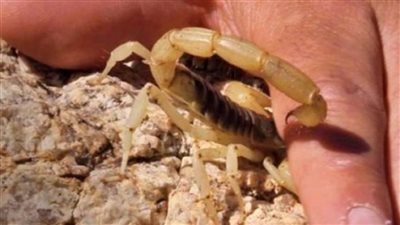 مصرع ربة منزل إثر إصابتها بلدغة عقرب بسوهاج