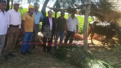 تحصين 60 ألف رأس ماشية ضد الحمى القلاعية والوادي المتصدع بكفر الشيخ