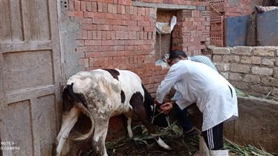 القصير يعلن إعطاء 1.3 مليون جرعة ضد الحمى القلاعية والوادي المتصدع