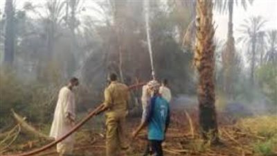 السيطرة على حريق بمزرعة نخيل 4 أفدنة بالوادي الجديد