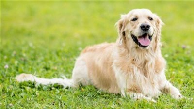 دراسة جديدة: حاسة الشم لدى الكلاب تجعلها قادرة على 