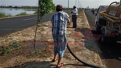 زراعة أشجار زينة جديدة لتجميل مدينة بلطيم في كفر الشيخ