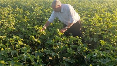 وكيل وزارة الزراعة يتابع زراعات محصول القطن بالبحيرة