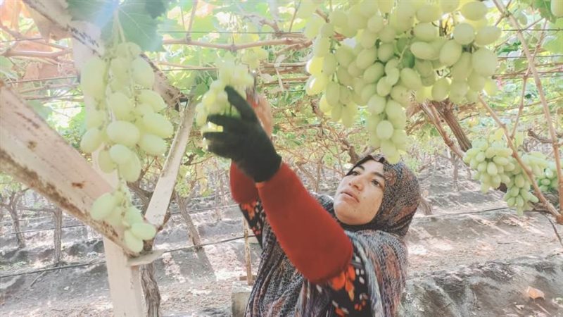 جنى محصول العنب