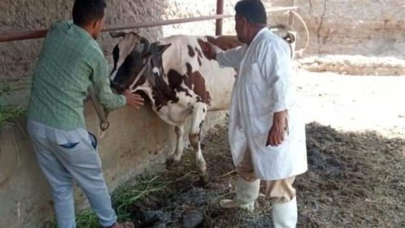 تحصين الماشية