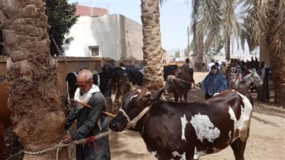 تحصين 40 ألف رأس ضد الحمى القلاعية والوادي المتصدع ببني سويف