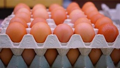 سعر الدواجن وكرتونة البيض اليوم الثلاثاء 2 أغسطس 2022