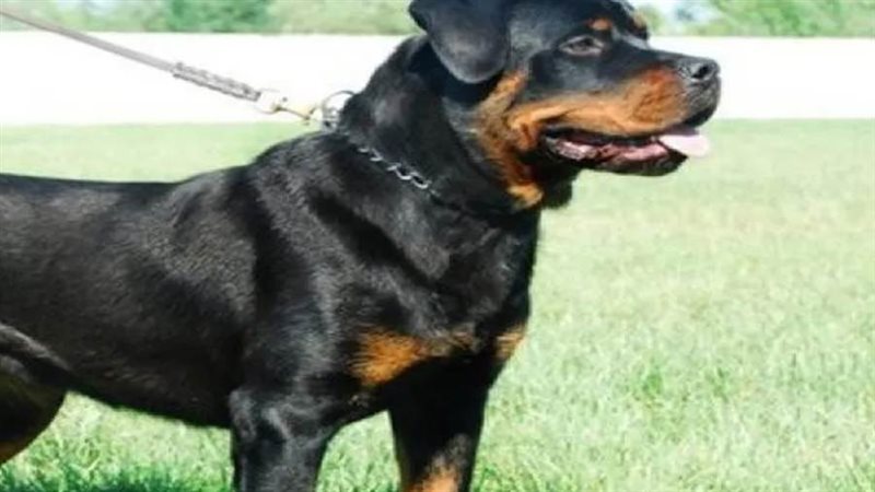 تقييد كلب بحبل وسحبه