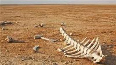 توقع الانقراض الجماعي السادس على هذا الكوكب