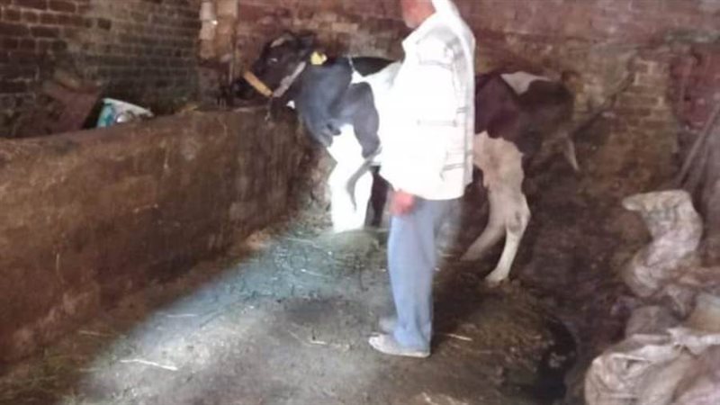 تحصين المواشى بالبحيرة