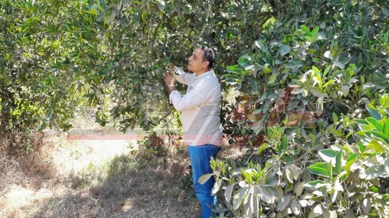 مزارع الموالح بكفرالشيخ