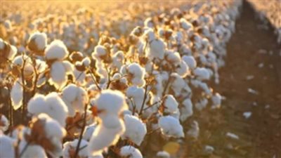 رئيس زراعة الشيوخ: زيادة مساحة زراعة القطن لـ 370 ألف فدان نتيجة تطوير المنظومة