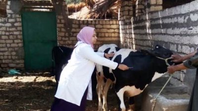 تحصين 115 ألفا من الماشية ضد الأمراض الوبائية بالغربية