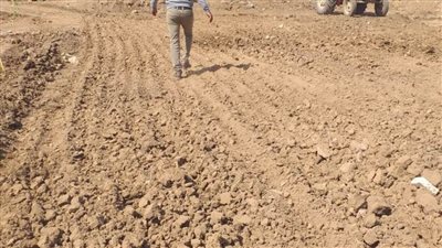 المنوفية: تحرير 2453 محضر تبوير وإعادة زراعة 476 حالة تم تبويرها