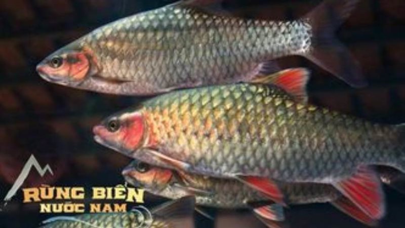 سمكة الهلبوت