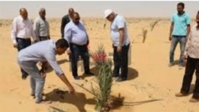 الوادي الجديد تستعد