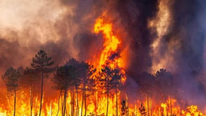 حرائق الغابات